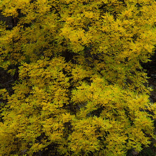 Signs of Autumn - Bookmark