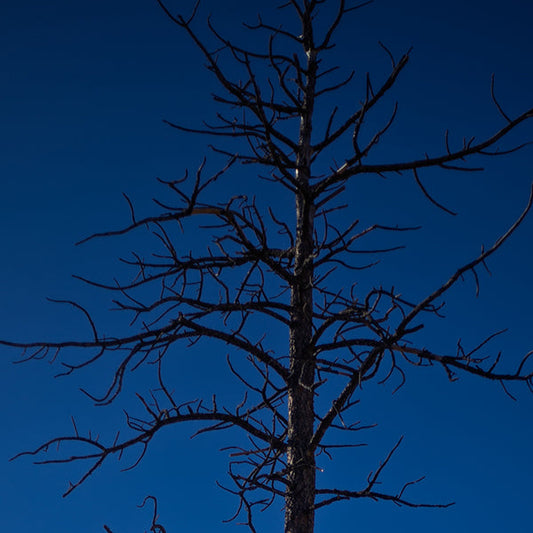 Blue Sky & Tree - Bookmark