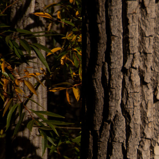 Forest Trees - Bookmark