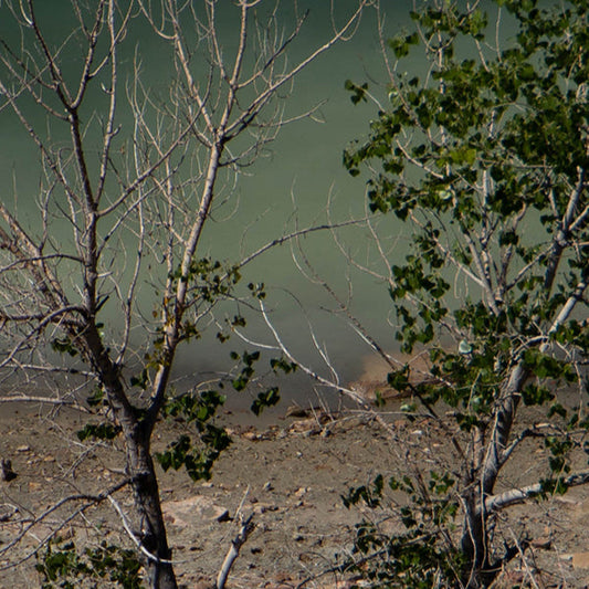 Signs of Spring - Bookmark