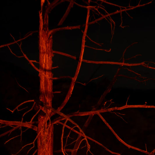 Tree by the Campfire - Bookmark