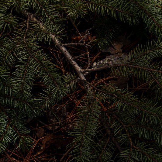 Pine Branch - Bookmark