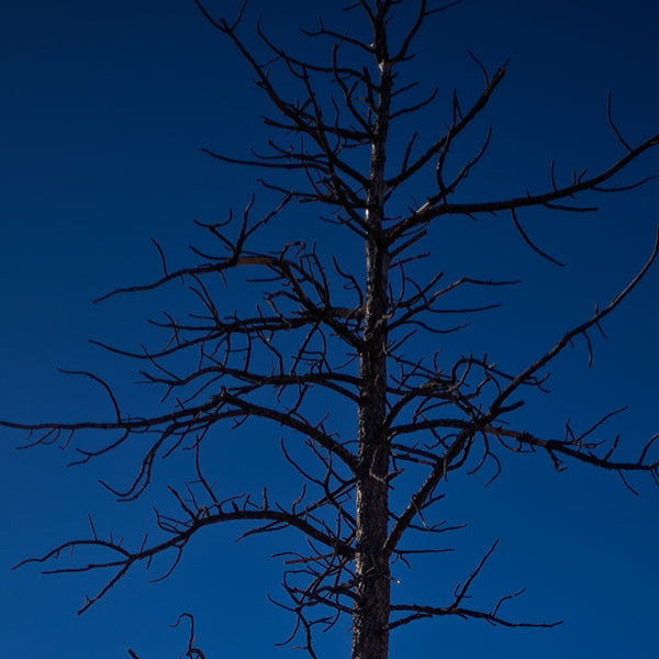 Blue Sky & Tree - Bookmark