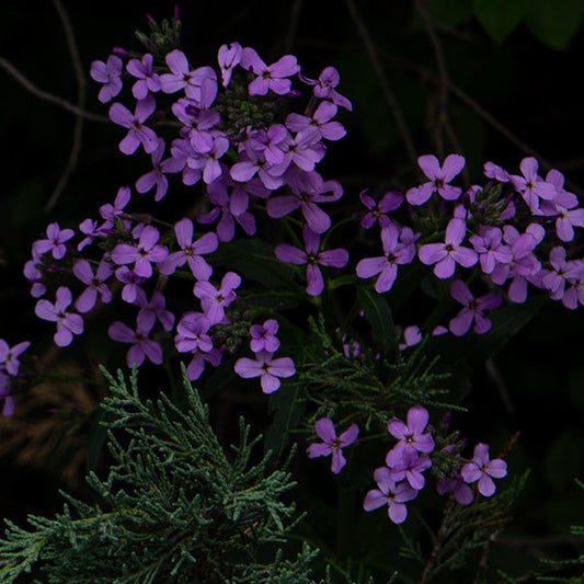 Purple Flowers - Bookmark