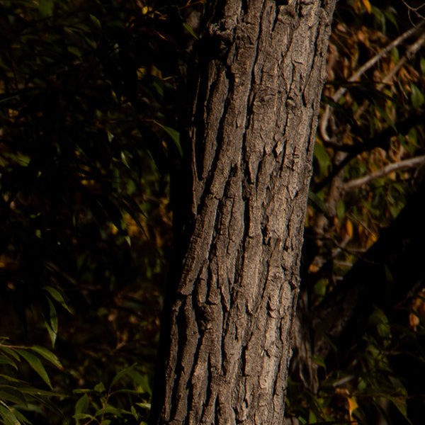 Forest Trees  - Bookmark
