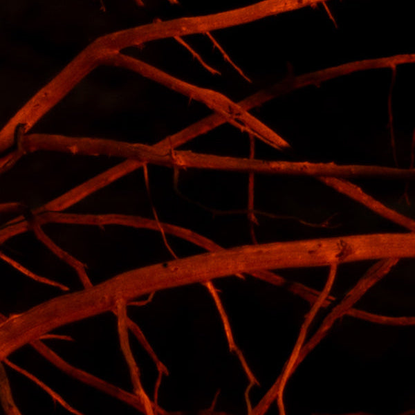 Tree by the Campfire - Bookmark