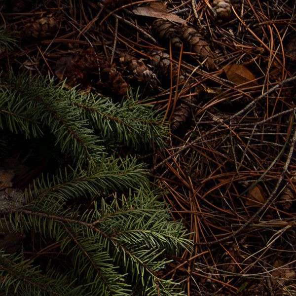 Pine Branch - Bookmark